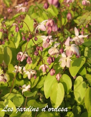 Epimedium youngianum x roseum 